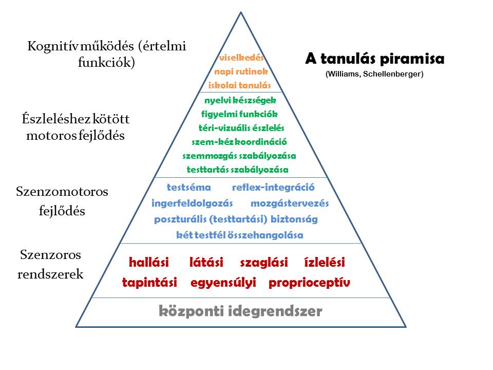 A tanulás piramisa, kognitív működés, észleléshez kötött motoros fejlődés, szenzomotoros fejlődés, szenzoros rendszerek, központi idegrendszer